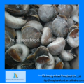 new frozen high quality moon snail low price